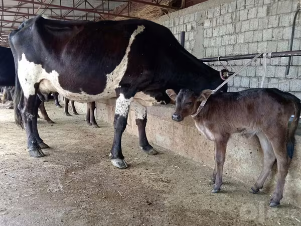 بقرة, Russian Black pied cattle