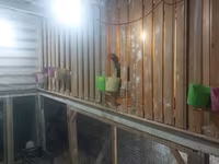 Chickens — 照片 5