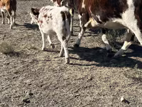 بقرة, Simmental cattle — الصورة 1