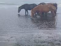 فرس, Kustanai horse — الصورة 2