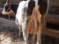 Vaca, Raza Holstein — foto 4