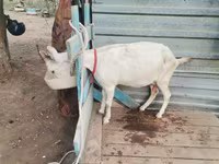 عنزة, الماعز — الصورة 3
