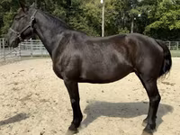 Mare, Percheron — photo 1