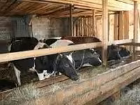 牛只（批次，未指定性别）, Russian Black pied cattle — 照片 2