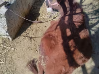 Toro, Ganado vacuno — foto 1