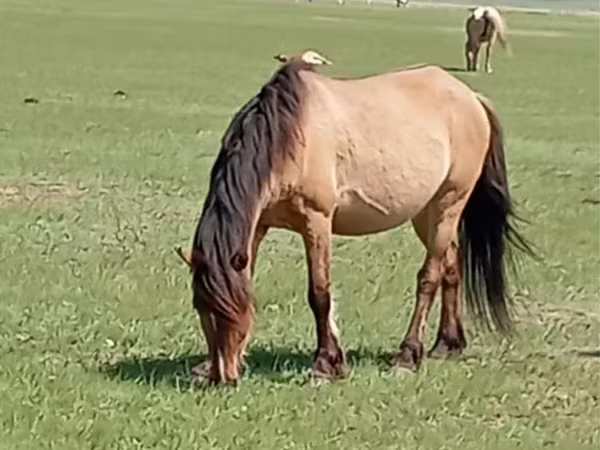 घोड़ी, Horse breed
