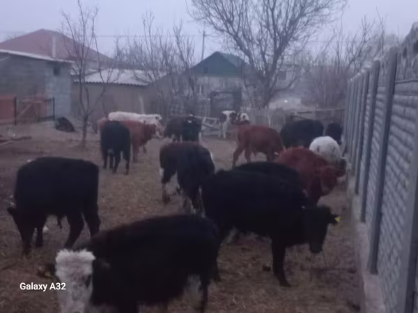 Toro, Ganado vacuno