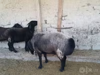 Widder, Edilbay sheep — Foto 3