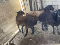 Ram, Rhon sheep — photo 8