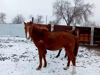 حصان, Kazakh horse — الصورة 7