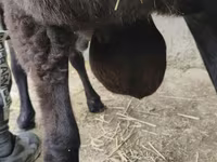 كبش, Hissar sheep — الصورة 1