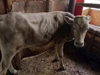 Bovinos (lote, sexo no especificado), Ganado vacuno — foto 4