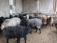 भेड़ें (लॉट, लिंग निर्दिष्ट नहीं), Hissar sheep — फ़ोटो 1
