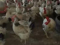 Chickens — photo 2