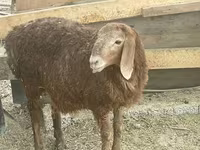 公羊, Sheep — 照片 1