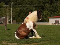 Horse (M), Pinto horses — photo 8