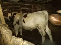Bulle, Simmental cattle — Foto 2