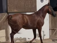 Horse (M), Karabakh horse — photo 2