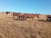 فرس, Horse breed — الصورة 2