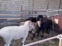 Carnero, Ovejas — foto 4
