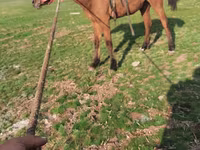 فرس, الخيول — الصورة 1