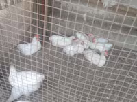 Chickens — الصورة 3