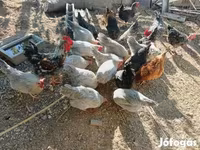 डेनिश हेन — फ़ोटो 3
