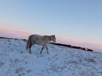 Mare, Yakutian horse — photo 1
