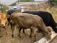 Toro, Ganado vacuno — foto 5