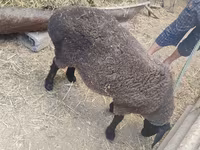 母羊, Saryarka sheep — 照片 4