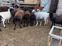 كبش, Hissar sheep — الصورة 3