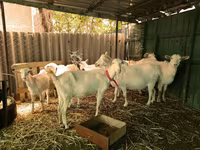 تيس, Saanen goat — الصورة 2