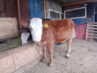 ثور, Swiss cattle — الصورة 2