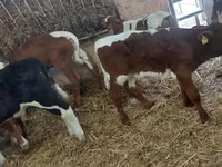 牛只（批次，未指定性别）, Simmental cattle — 照片 1
