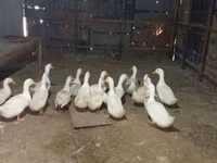 पेकिन बैंटम — फ़ोटो 6