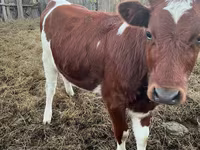 أبقار (دفعة، الجنس غير محدد), Simmental cattle — الصورة 4