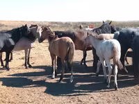 Caballo, Mugalzhar horse — foto 1