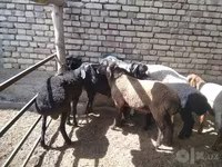 كبش, الأغنام — الصورة 4