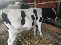 بقرة, Russian Black pied cattle — الصورة 1