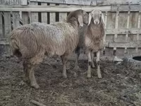 Sheep, Arashan sheep — photo 6