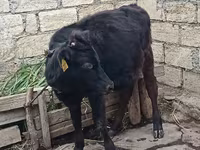 Kuh, Aberdeen-Angus — Foto 1