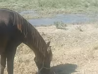 घोड़ी, Azerbaijan horse — फ़ोटो 2