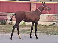 Caballo, Caballos — foto 3
