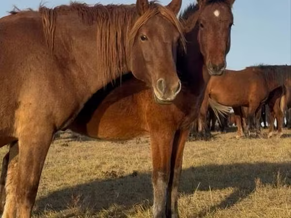 Caballo, Mugalzhar horse