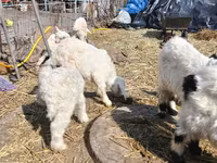 Ziegenbock, Saanen goat — Foto 3