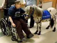 حصان, Miniature horse — الصورة 3