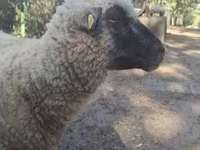 Carnero, Shroshire sheep — foto 6