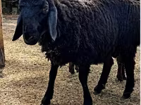 كبش, Hissar sheep — الصورة 3