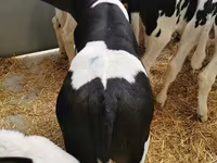 Cattle (batch, sex not specified), Holstein breed — photo 3