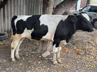 Toro, Russian Black pied cattle — foto 5